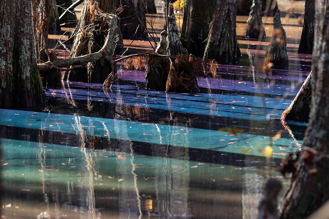 Hiệu ứng cầu vồng xuất phát từ sự phân hủy của lá cây trong đầm lầy vào mùa Thu và mùa Đông. Ảnh: Katherine Scott @scottkatee