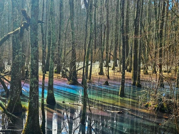 Đầm lầy càng ít bị xáo trộn thì hiệu ứng càng mạnh. "Sự di chuyển do dòng chảy, dòng nước hoặc gió sẽ phá hủy lớp màng cầu vồng mong manh", ông Ripple cho biết. Ông còn tiết lộ hiệu ứng cầu vồng thường xuất hiện ở các vũng nước nhỏ. Ảnh: Ocshoremagazine.