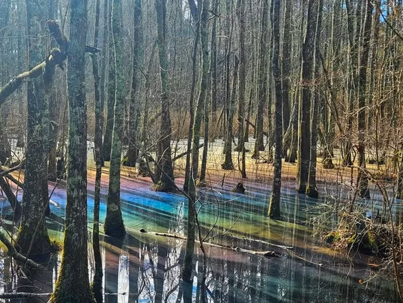 Đầm lầy càng ít bị xáo trộn thì hiệu ứng càng mạnh. "Sự di chuyển do dòng chảy, dòng nước hoặc gió sẽ phá hủy lớp màng cầu vồng mong manh", ông Ripple cho biết. Ông còn tiết lộ hiệu ứng cầu vồng thường xuất hiện ở các vũng nước nhỏ. Ảnh: Ocshoremagazine.