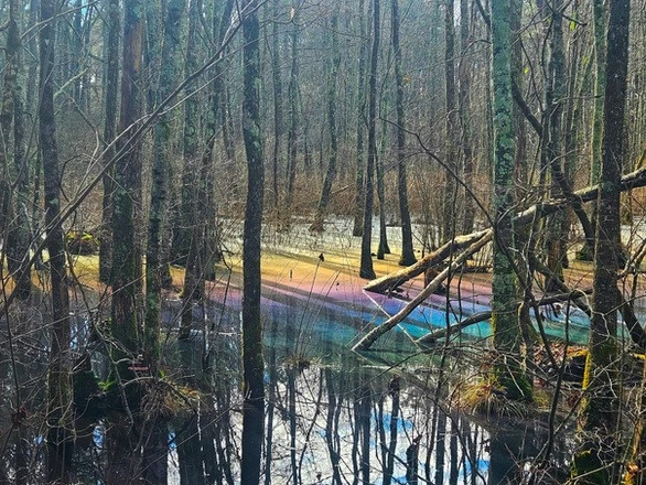 "Tôi đã thấy điều này xảy ra khoảng 10 lần trong 40 năm tôi sống ở đây. Thật tuyệt vời khi ngắm nhìn cảnh tượng đó", Michael Hussey, một kỹ sư đã nghỉ hưu sở hữu mảnh đất có đầm lầy trên cho hay. Ảnh: Ocshoremagazine.