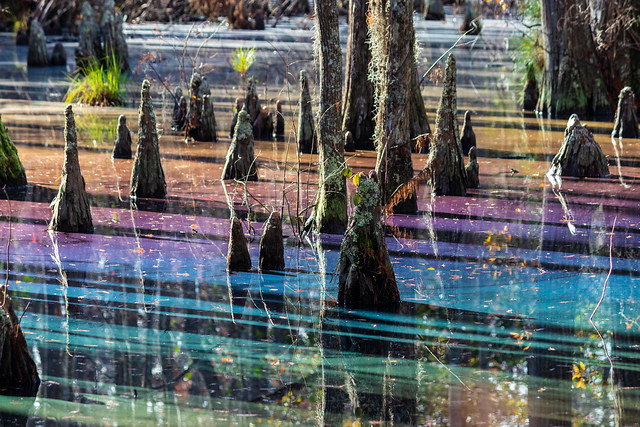 "Cây rụng lá kim vào mùa Thu, lá phân hủy trong đầm lầy và chất thải này, khi bị ánh sáng mặt trời chiếu đúng góc thì sẽ tạo ra hiệu ứng lăng kính này", đại diện công viên Tiểu bang First Landing cho hay. Ảnh: Katherine Scott @scottkatee.