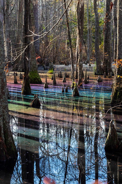 Lá cây bách chứa các loại dầu tự nhiên sẽ thấm vào đầm lầy khi lá phân hủy. Dầu sau đó tách ra khỏi nước và tạo thành một lớp màng trên bề mặt phản chiếu ánh sáng giống như một vũng xăng. Ảnh: Katherine Scott @scottkatee.