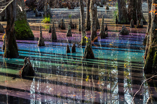Theo trang web của công viên Tiểu bang First Landing, đầm lầy cầu vồng là một trong nhiều đầm lầy dọc theo Đường mòn Bald Cypress tại công viên - nơi mà những người thực dân Anh đầu tiên đã cập bến vào năm 1607. Ảnh: Katherine Scott @scottkatee.