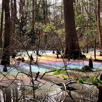 Dưới những điều kiện ánh sáng, đầm lầy biến thành một dải cầu vồng khổng lồ, sáng rực, bị chia cắt bởi bóng của các cây bách (Taxodium distichum) và các gốc cây bách - các mấu hình nón mọc thẳng đứng trên rễ cây, còn gọi là cây bụt mọc. Ảnh: Dcr.virginia.gov.