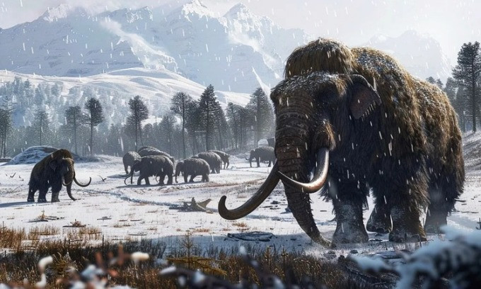Voi ma mút lông xoăn (Mammuthus primigenius) là loài động vật sống cách đây từ 300.000 đến 10.000 năm, trong thời kỳ băng hà cuối cùng (cách đây từ 2,6 triệu năm đến 11.700 năm). Quần thể nhỏ voi ma mút lông xoăn cuối cùng sống trên đảo Wrangel đã tuyệt chủng vào khoảng 4.000 năm trước.