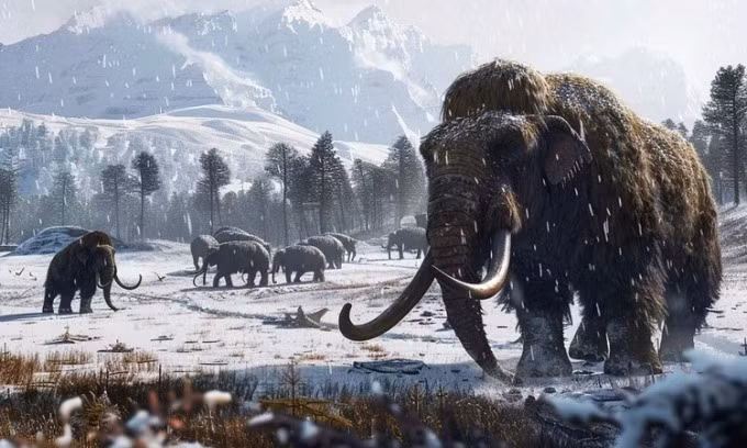 Voi ma mút lông xoăn (Mammuthus primigenius) là loài động vật sống cách đây từ 300.000 đến 10.000 năm, trong thời kỳ băng hà cuối cùng (cách đây từ 2,6 triệu năm đến 11.700 năm). Quần thể nhỏ voi ma mút lông xoăn cuối cùng sống trên đảo Wrangel đã tuyệt chủng vào khoảng 4.000 năm trước.