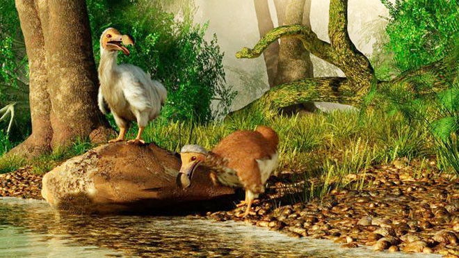 Họ hàng còn sống gần nhất của chim dodo là bồ câu Nicobar. Nhằm hồi sinh loài động vật đã tuyệt chủng này, các nhà nghiên cứu cho hay sẽ sử dụng hệ gene giải trình tự từ mẫu vật chim dodo, hệ gene từ những họ hàng gần của chúng như bồ câu Nicobar và Rodrigues solitaire.