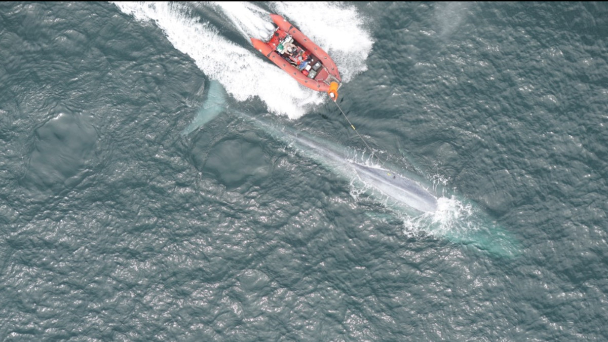 Cá voi xanh là một trong những động vật lớn nhất thế giới, có thể phát triển tới chiều dài hơn 30m và nặng 180 tấn. Theo kết quả nghiên cứu, có thời điểm nhịp tim của cá voi xanh giảm xuống chỉ còn 2 nhịp mỗi phút. Các nhà khoa học lý giải động vật càng lớn thì có nhịp tim càng thấp, giúp giảm thiểu lượng công việc mà tim phải thực hiện để phân phối máu xung quanh cơ thể. Ảnh: Reuters.