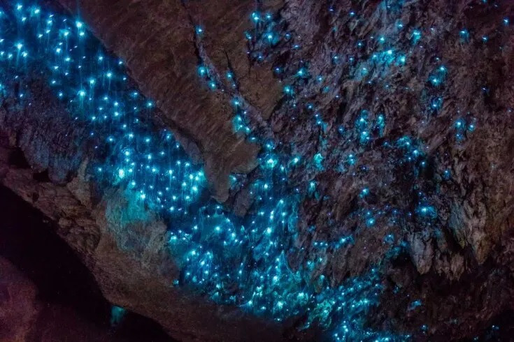 Đặc biệt, khi tới tham quan hang động Waitomo, du khách ấn tượng trước khung cảnh ngoạn mục khi hàng triệu con đom đóm phát ra ánh sáng màu xanh ngọc bích. Theo đó, hang động mang vẻ đẹp lung linh, huyền ảo. Ảnh: Myqueenstowndiary.