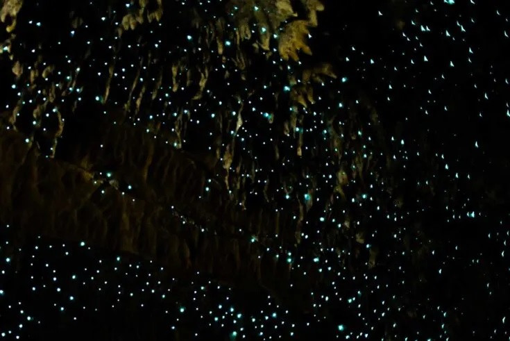 Loài đom đóm ở hang Waitomo có tên khoa học là Arachnocampa Luminosa. Điều thú vị là loài đom đóm này chỉ được tìm thấy ở New Zealand. Ảnh: Myqueenstowndiary.