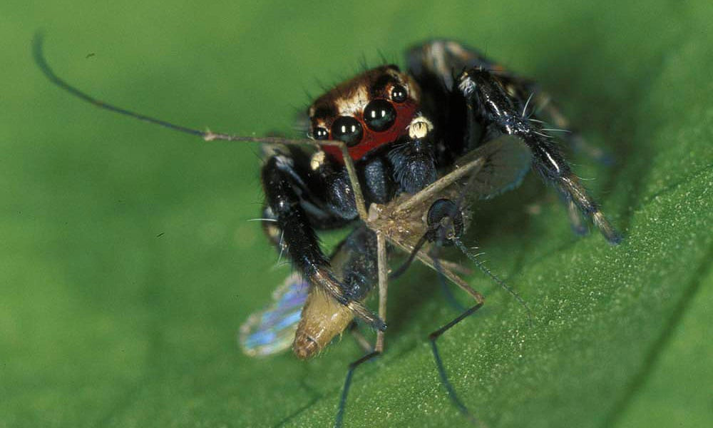 Những con nhện Evarcha có cách săn mồi thông minh. Để bắt những con muỗi cái to béo chứa đầy máu trong bụng, nó rình mồi, chờ thời cơ thích hợp rồi nhảy vồ lên tấn công và thưởng thức "chiến lợi phẩm". Ảnh: The Guardian.