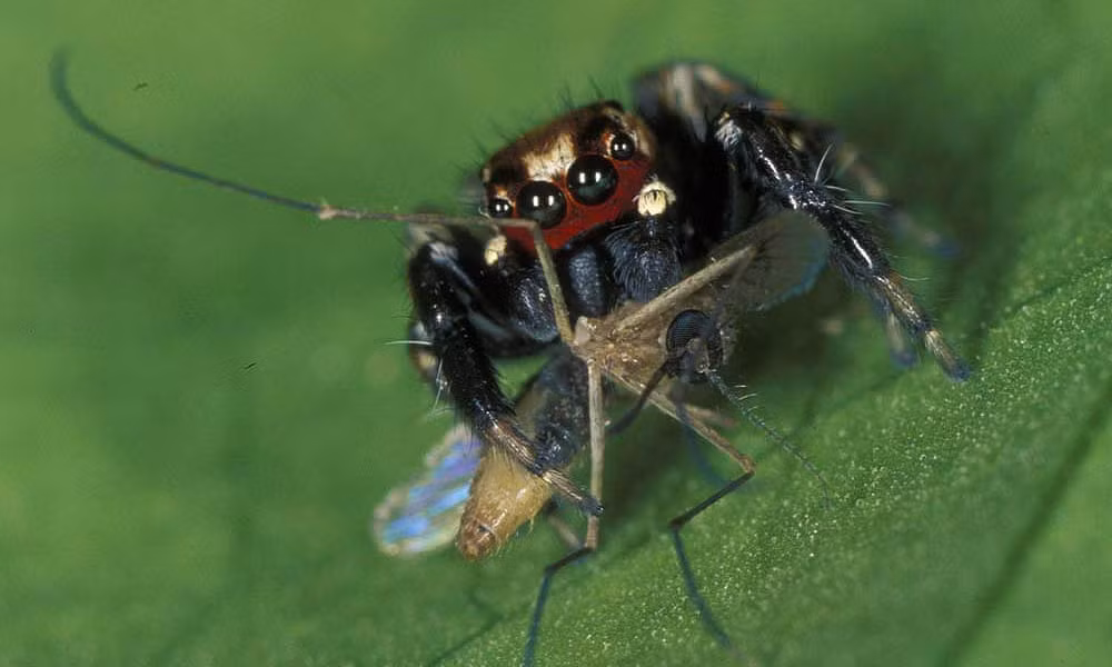 Những con nhện Evarcha có cách săn mồi thông minh. Để bắt những con muỗi cái to béo chứa đầy máu trong bụng, nó rình mồi, chờ thời cơ thích hợp rồi nhảy vồ lên tấn công và thưởng thức "chiến lợi phẩm". Ảnh: The Guardian.