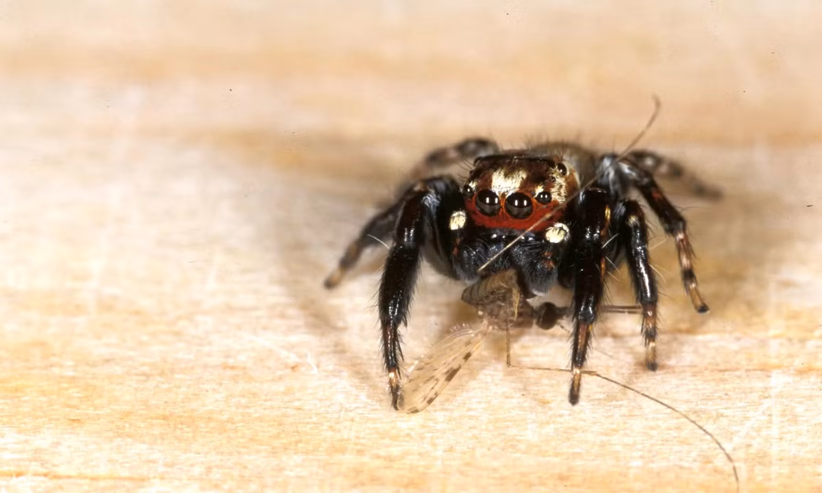 Theo các nhà khoa học, Evarcha culicivora đặc biệt thích tấn công muỗi Anopheles - loài muỗi nổi tiếng là vật trung gian gây bệnh sốt rét cho con người. Ảnh: Jobert R. Jackson.