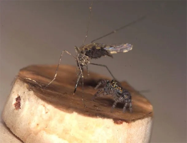 Thông qua tấn công những con muỗi Anopheles, nhện Evarcha culicivora giúp giảm thiểu việc lây truyền bệnh sốt rét. Ảnh: Jobert R. Jackson.