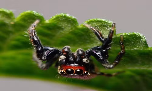 Nhện Evarcha culicivora không hút trực tiếp máu người. Thay vào đó, chúng "xơi tái" những con muỗi cái chứa đầy máu trong bụng. Ảnh: Đại học Canterbury.