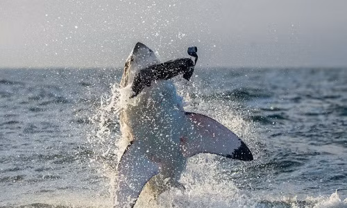 Theo các nhà nghiên cứu, những con cá mập trắng sẽ thực hiện hành trình kéo dài khoảng 1 tháng từ môi trường sống thường ngày ở ngoài khơi California để tới "tiệm cà phê cá mập trắng". Ảnh: IFL Science.