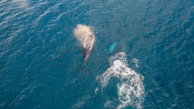 Theo các chuyên gia, âm thanh biotwang có thể chia thành hai phần riêng biệt gồm: âm thanh thấp giống tiếng lẩm bẩm vang vọng trong tầng nước sâu và âm thanh kim loại có cao độ giống như tiếng phát ra từ tàu vũ trụ trong phim Star Trek và Star Wars. Ảnh: iStock.