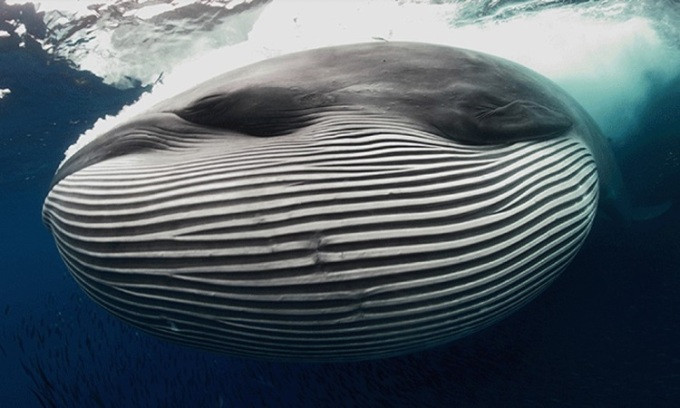 Trong nghiên cứu mới công bố trên tạp chí Frontiers in Marine Science, các nhà nghiên cứu thông báo đã tìm ra "thủ phạm" tạo ra âm thanh bí ẩn biotwang. "Thủ phạm" chính là loài cá voi Bryde. Ảnh: Scuba Magazine.