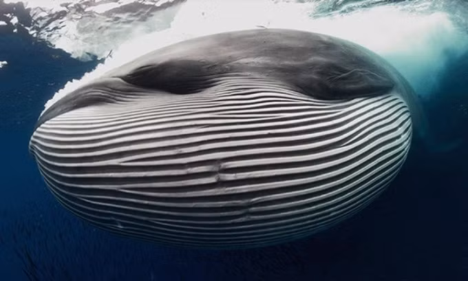 Trong nghiên cứu mới công bố trên tạp chí Frontiers in Marine Science, các nhà nghiên cứu thông báo đã tìm ra "thủ phạm" tạo ra âm thanh bí ẩn biotwang. "Thủ phạm" chính là loài cá voi Bryde. Ảnh: Scuba Magazine.