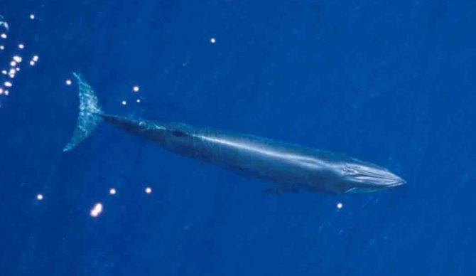 Trí tuệ nhân tạo (AI) mới giúp sàng lọc hơn 200.000 giờ ghi âm, chứa nhiều loại âm thanh khác nhau trong đại dương, đã góp phần giúp giới chuyên gia giải mã âm thanh bí ẩn đó. Ảnh: NOAA.