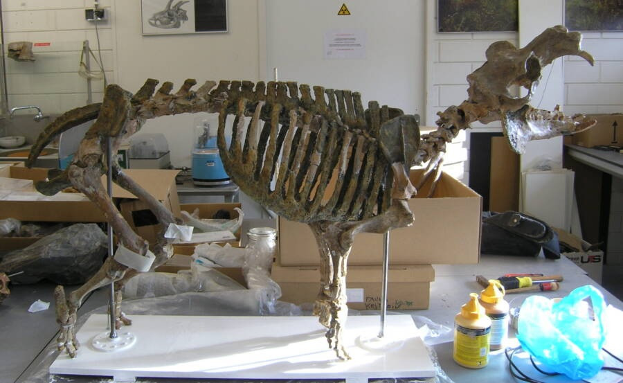 Giống như nhiều đảo ở Địa Trung Hải, đảo Síp là nơi sinh sống của loài hà mã lùn và voi lùn sau kỷ Băng hà cuối cùng. Nghiên cứu mới của các chuyên gia chỉ ra, một quần thể nhỏ người dân thời Đồ đá đã săn bắt quá mức khiến những loài động vật này trên đảo Síp tuyệt chủng. Ảnh: George Lyras/Wikimedia Commons.