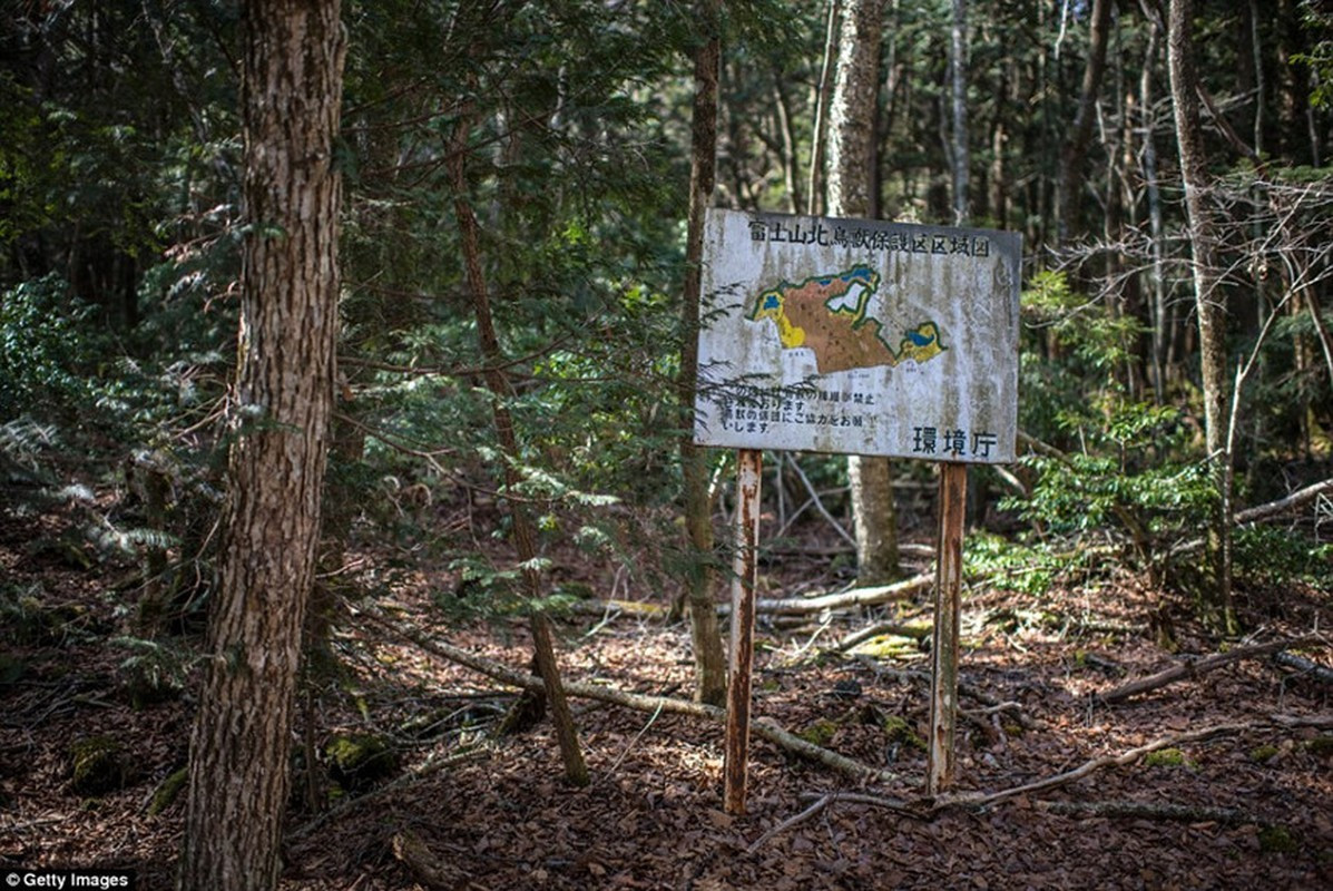 Do tán cây trong rừng Aokigahara vô cùng rậm rạp, đan xen vào nhau nên còn được gọi là "biển cây". Không những vậy, nhiều cây cối có hình dáng cong vẹo, rễ mọc trồi lên mặt đất tạo nên khung cảnh kỳ dị, bí ẩn. Vậy nên, nhiều người đặt chân tới khu rừng này cảm thấy u ám đến rợn người.