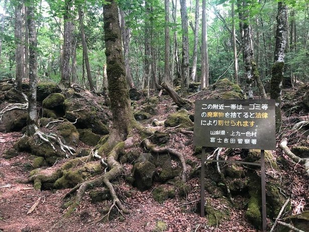 Rừng Aokigahara rộng khoảng 30 km2. Đây là khu rừng yên tĩnh, tối tăm đến rùng rợn ở Nhật Bản. Cây cối trong rừng mọc um tùm, san sát nhau tới mức nhiều thời điểm trong ngày ánh sáng Mặt trời không thể chiếu xuống mặt đất.
