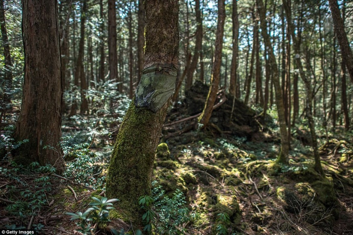 Theo thời gian, số lượng thi thể được tìm thấy trong rừng Aokigahara tăng lên đáng kể. Chỉ riêng trong năm 2004, đội tìm kiếm đã tìm thấy 108 thi thể ở trạng thái phân hủy khác nhau.