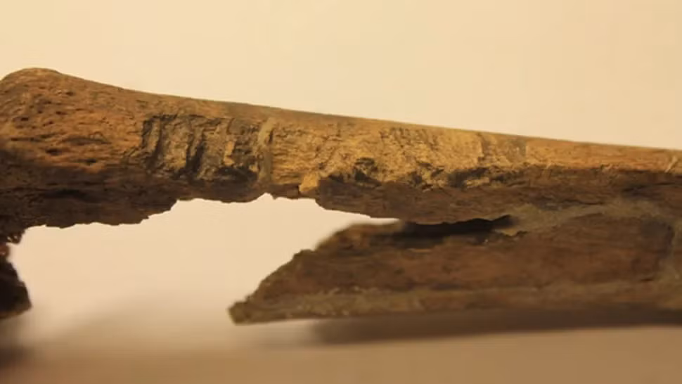 Các nhà nghiên cứu phát hiện ra rằng, 11 trong số 30 thi hài khai quật tại Na Uy được nghiên cứu (chiếm 37%) đã trải qua cái chết đau đớn. Tất cả đều bị tấn công bằng vũ khí có lưỡi hoặc vũ khí nhọn. Ngược lại, ở Đan Mạch, chỉ 6 trong số 82 thi hài được nghiên cứu (chiếm khoảng 7%) có cái chết dữ dội. Nhiều người trong số họ bị hành quyết bằng cách treo cổ hoặc chặt đầu. Ảnh: Lisa Mariann Strand.