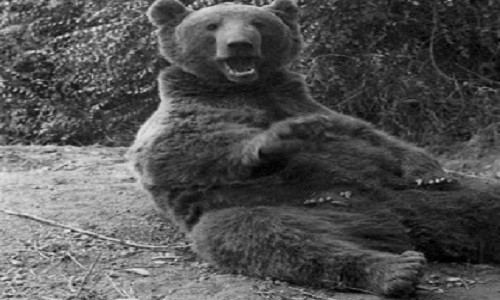 Gấu Wojtek được binh sĩ và người dân quanh vùng yêu mến. Thậm chí, nó còn trở thành biểu tượng may mắn không chính thức của một số đơn vị đóng quân gần đó.