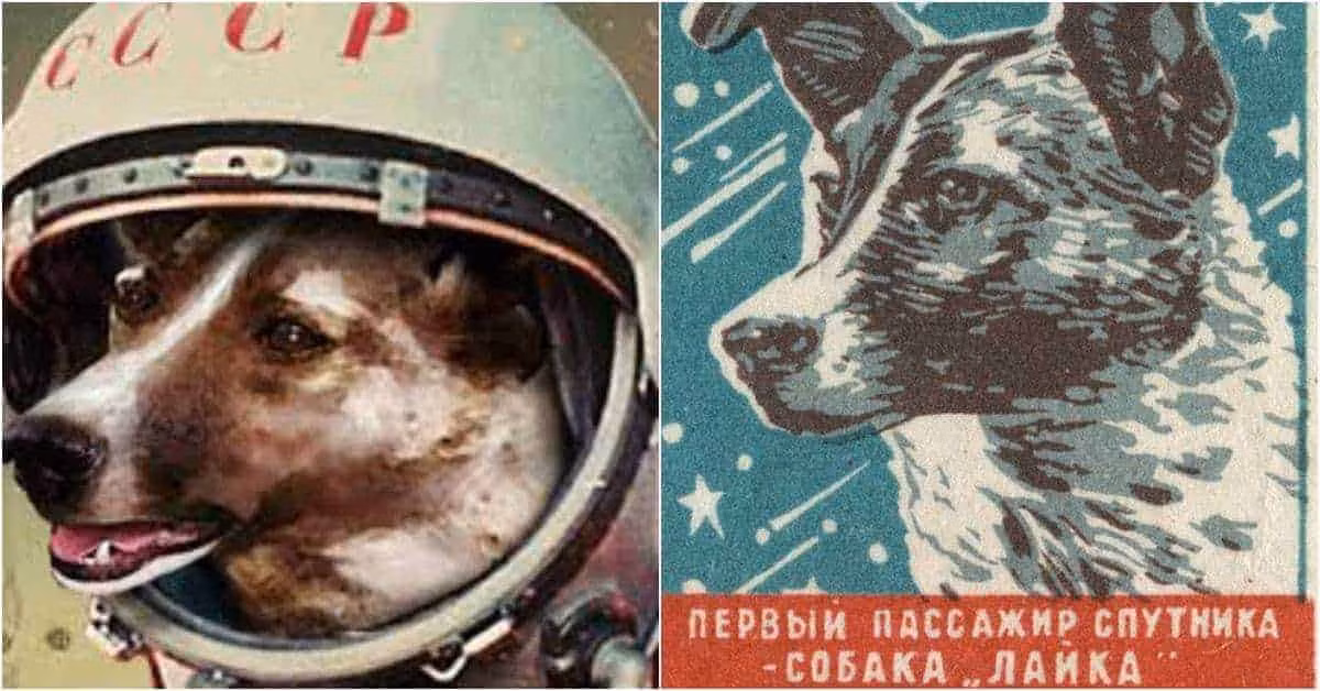 Đến năm 2002, một chuyên gia Nga tiết lộ Laika đã chết sau 8 hoặc 9 tiếng đồng hồ kể từ sau khi tàu Sputnik 2 được phóng lên quỹ đạo. Ảnh: historycollection.