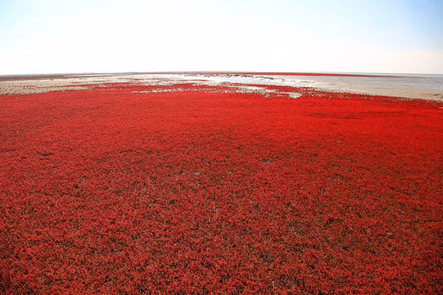 Bãi biển độc đáo chuyển thành màu đỏ rực rỡ mỗi khi thu sang.