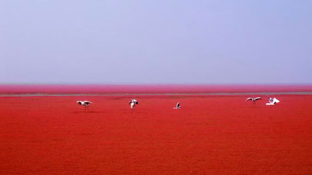 Khi thủy triều rút xuống và dòng chảy của biển giảm để lại các bãi biển, đó cũng là lúc thảm cỏ hoàn toàn lộ thiên. Đầm lầy cỏ biển rộng tới 100 km2 này chỉ trở nên ngoạn mục khi biến thành một màu đỏ rực lửa đốt cháy cả một vùng trời trong mùa thu.