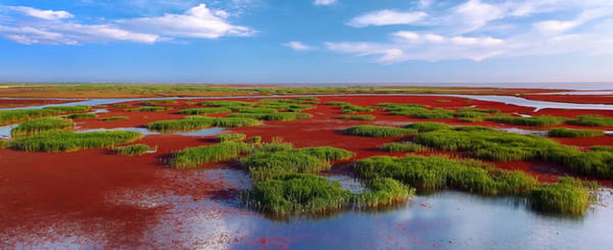 Màu đỏ kết hợp với màu xanh tạo nên một bức tranh tự nhiên vô cùng ấn tượng.