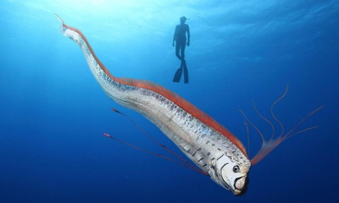 Gần đây, vào tháng 8/2024, thợ lặn đã phát hiện một con cá mái chèo ở California, Mỹ chỉ 2 ngày trước khi động đất xảy ra trong khu vực. Sự việc này khiến các chuyên gia tin rằng đây là sự trùng hợp ngẫu nhiên.