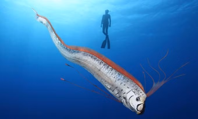 Gần đây, vào tháng 8/2024, thợ lặn đã phát hiện một con cá mái chèo ở California, Mỹ chỉ 2 ngày trước khi động đất xảy ra trong khu vực. Sự việc này khiến các chuyên gia tin rằng đây là sự trùng hợp ngẫu nhiên.