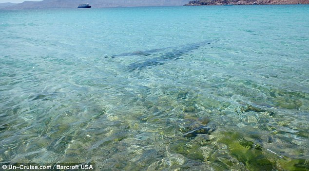 Giống nhiều loài động vật khác sinh sống ở vùng biển này, cá mái chèo bơi lên lên mặt nước vào ban đêm để kiếm ăn trước khi quay lại tầng nước sâu vào ban ngày. Trong một số trường hợp hiếm hoi xuất hiện ở vùng nước nông, các cá thể cá mái chèo thường bị bệnh, sắp chết hoặc bị dòng hải lưu mạnh cuốn đi.