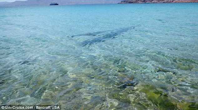 Giống nhiều loài động vật khác sinh sống ở vùng biển này, cá mái chèo bơi lên lên mặt nước vào ban đêm để kiếm ăn trước khi quay lại tầng nước sâu vào ban ngày. Trong một số trường hợp hiếm hoi xuất hiện ở vùng nước nông, các cá thể cá mái chèo thường bị bệnh, sắp chết hoặc bị dòng hải lưu mạnh cuốn đi.