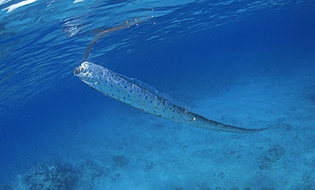 Do sống ở độ sâu lớn nên con người biết rất ít về cá mái chèo và hiếm khi nhìn thấy chúng.