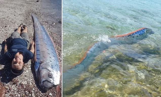 Loài cá xương dài nhất thế giới, cá mái chèo có chiều dài cơ thể trung bình khoảng 3m. Tuy nhiên, một số cá thể có khả năng phát triển tới 11m, tức gấp khoảng 2 lần chiều cao của một con hươu cao cổ.