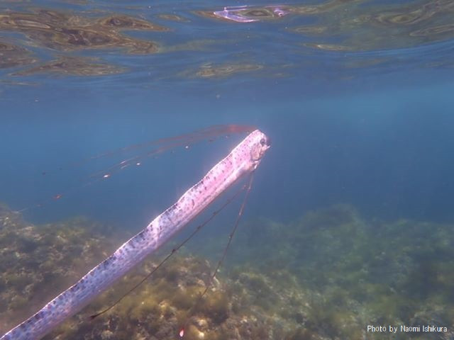Thức ăn yêu thích của cá mái chèo là nhuyễn thể, sinh vật phù du, động vật giáp xác và mực.