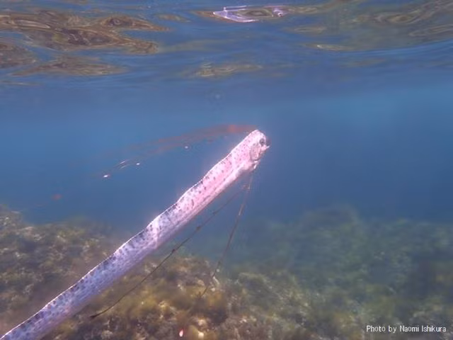 Thức ăn yêu thích của cá mái chèo là nhuyễn thể, sinh vật phù du, động vật giáp xác và mực.