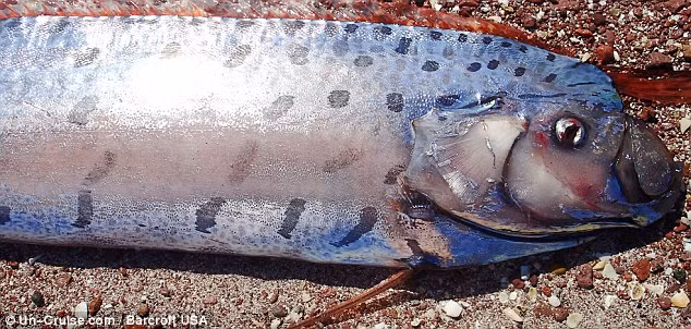 Cá mái chèo không có răng. Chúng dựa vào quá trình lọc nước để ăn những con mồi nhỏ. Theo nhà sinh vật học Russ, khi đặt tay vào trong miệng của loài cá này, chúng ta sẽ không bị rách da.