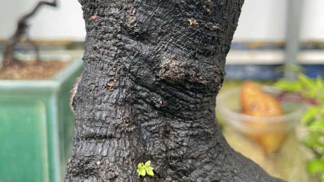 Bên cạnh đó, cây còn có giá trị dược lý khi được sử dụng làm thuốc bổ ngâm rượu, thuốc chữa bệnh huyết áp, gan, thận