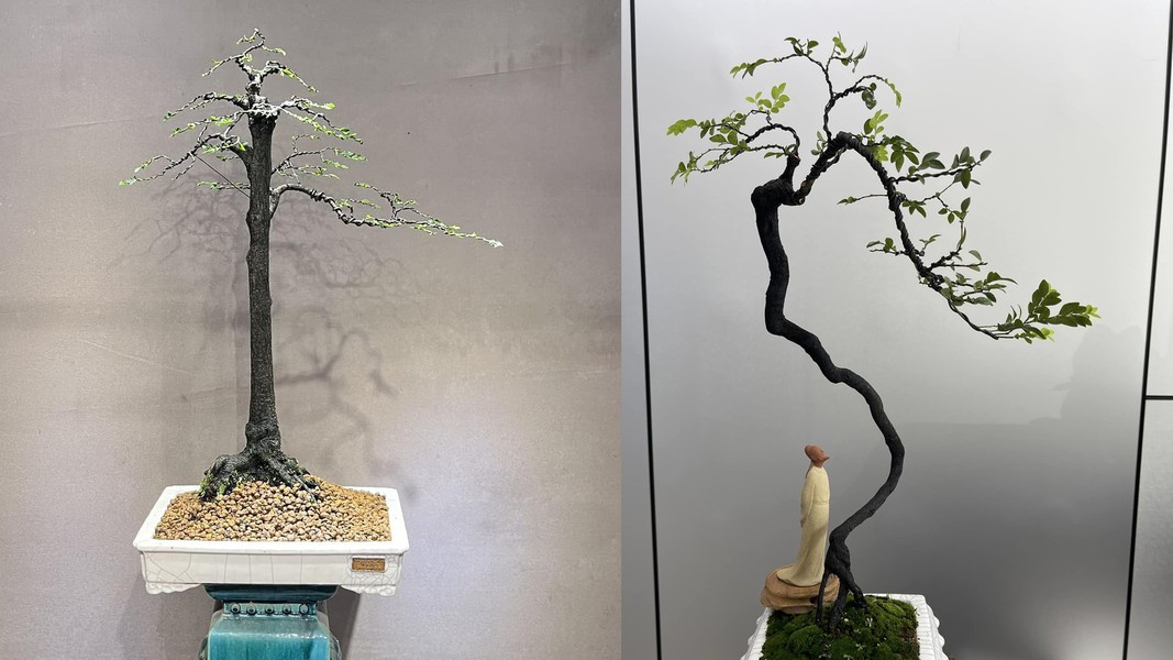 Cây tùng đen còn có tác dụng làm sạch không khí, mùi hương từ cây giúp giảm căng thẳng, giảm stress