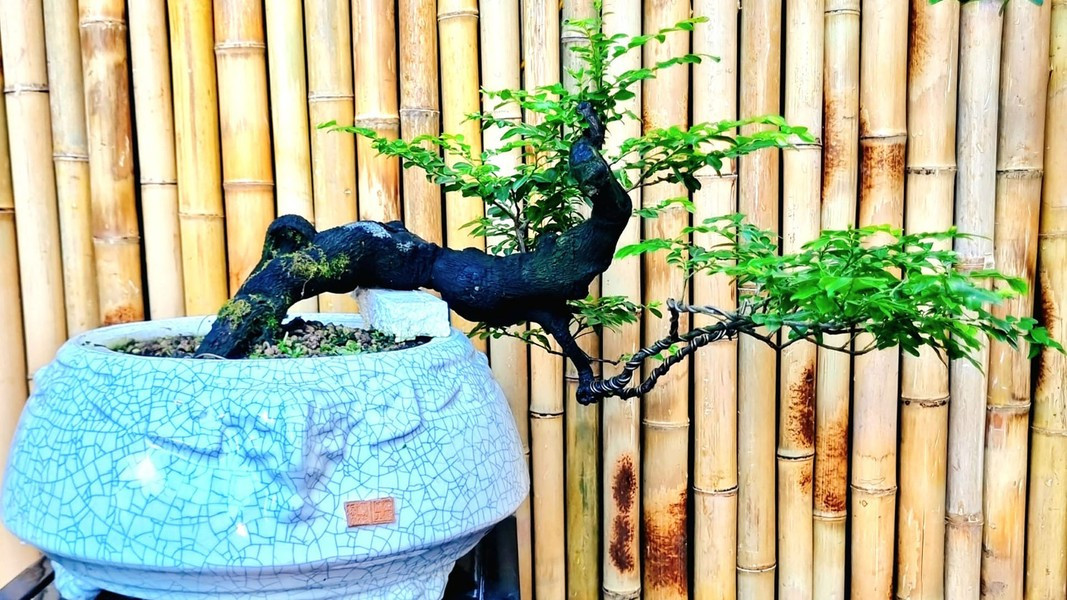 Tùng đen được xếp vào hàng cây cảnh bonsai quý hiếm, được nhiều người ưa chuộng