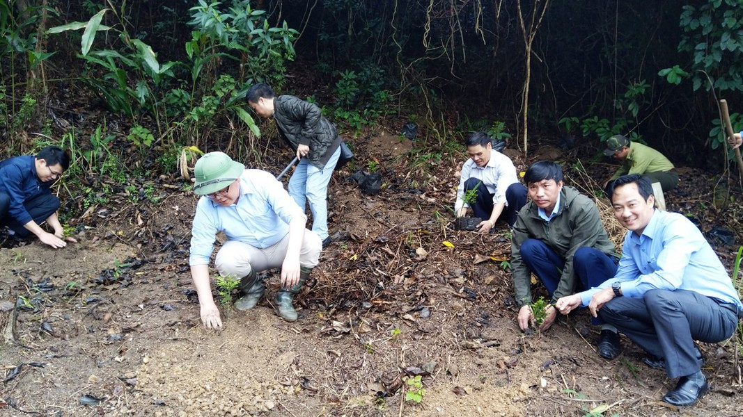 Mới đây, hưởng ứng lời phát động của Thủ tướng Chính phủ, tỉnh Quảng Ninh đã trồng 200 cây tùng đen tại Vườn quốc gia Bái Tử Long. Ảnh: Báo Quảng Ninh