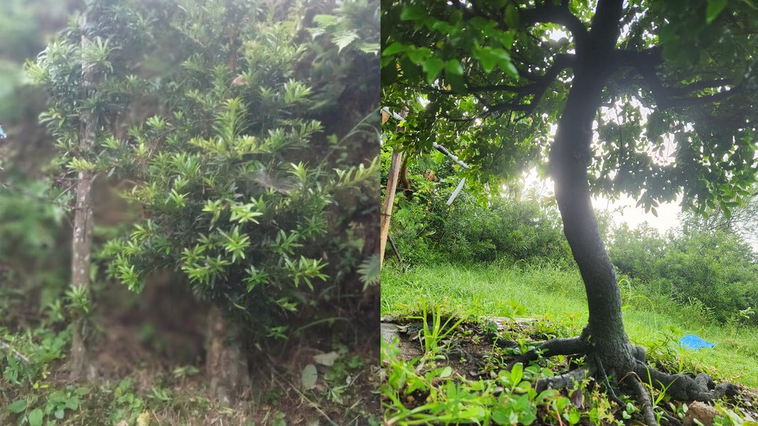 Hoa của tùng đen nhỏ, màu trắng, mọc ở nách các lá cây