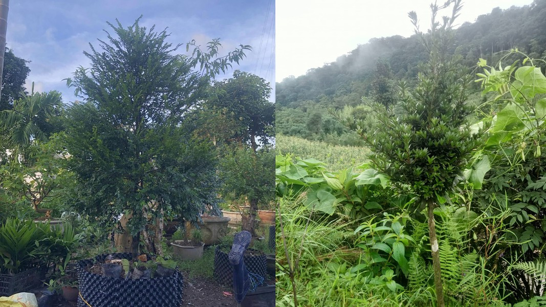  Cây tùng đen có tên khoa học là Diospyros vaccinioides Lindl, phân bố chủ yếu ở Quảng Ninh - Việt Nam, Trung Quốc và Malaysia. Tùng đen là loại cây thân gỗ có tuổi thọ cao, thân màu đen, tốc độ sinh trưởng trung bình, ưa ánh sáng