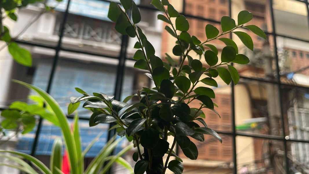 Lá mọc dày, sống lâu, thường mỗi 1-2 năm thay lá một lần, màu xanh giữ được từ 3-6 tháng không rụng dù thiếu ánh sáng